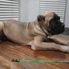 Dark Green Collar-SOLD - Image 11