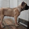 Dark Green Collar-SOLD - Image 9