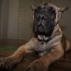 Dark Green Collar-SOLD - Image 8